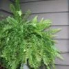 Boston Fern 2 Boston Fern -Annual Plants Popular Shop boston fern plant 872 detail