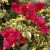 Raspberry Ice Bougainvillea Plant -Annual Plants Popular Shop bougainvillea raspberry ice plant 1320 detail