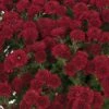 Brandi™ Burgundy Yoder Garden Mum Plant -Annual Plants Popular Shop brandi burgundy yoder mum plant 440 detail