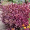 Brazilian Red Hot Alternanthera Plant -Annual Plants Popular Shop brazilian red hot alternanthera plant 1634 detail