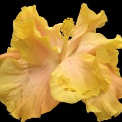 Bridal Party Cajun Hibiscus