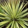 Bright Edge Yucca (Spoonleaf) 2 Bright Edge Yucca (Spoonleaf) -Annual Plants Popular Shop bright edge yucca plant 404 detail