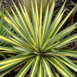 Bright Edge Yucca (Spoonleaf)