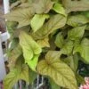 Bright Lights Bronze Ipomoea Plant -Annual Plants Popular Shop bright lights bronze ipomoea plant 849 detail