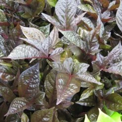 Bright Lights Deep Purple Ipomoea Plant