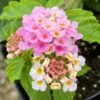 Bright Pink Lantana Plant -Annual Plants Popular Shop bright pink lantana plant 1772 detail