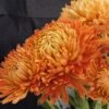 Bronze Giant Perennial Mum Plant -Annual Plants Popular Shop bronze giant perennial mum 2182 detail