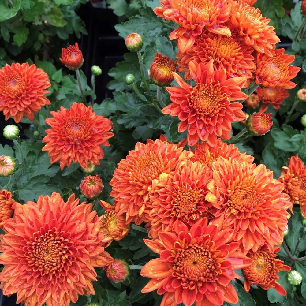Burnt Copper Perennial Mum Plant 3 Burnt Copper Perennial Mum Plant