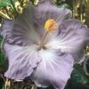 Blue Cajun Hibiscus