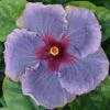 Blue Jean Baby Cajun Hibiscus
