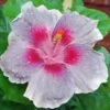 City Slicker Cajun Hibiscus -Annual Plants Popular Shop cajun hibiscus city slicker plant 834 detail