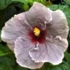 Midnight Cajun Hibiscus -Annual Plants Popular Shop cajun hibiscus midnight plant 488 detail
