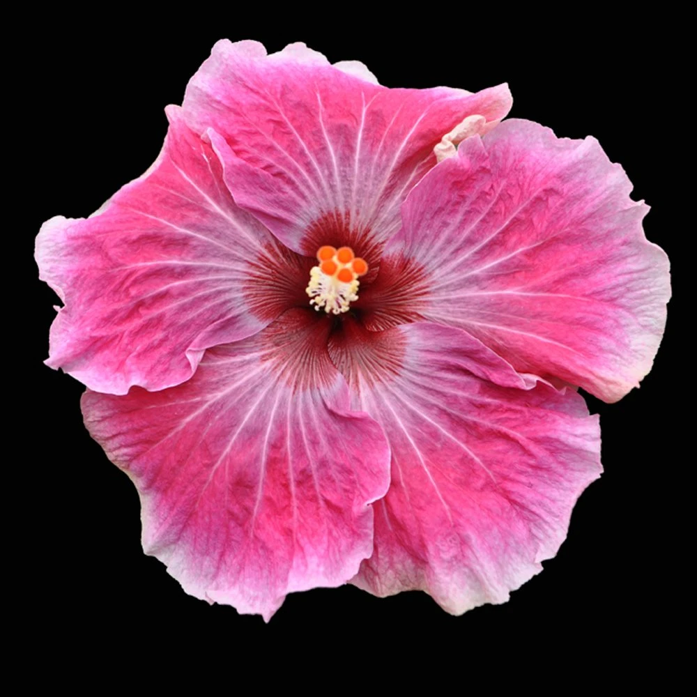 Hotsy Totsy Cajun Hibiscus 3 Hotsy Totsy Cajun Hibiscus