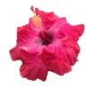 Maiden Cajun Hibiscus -Annual Plants Popular Shop cajun maiden cajun hibiscus plant 488 detail
