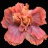 Queen Of Dreams Cajun Hibiscus -Annual Plants Popular Shop cajun queen of dreams hibiscus plant 156 detail