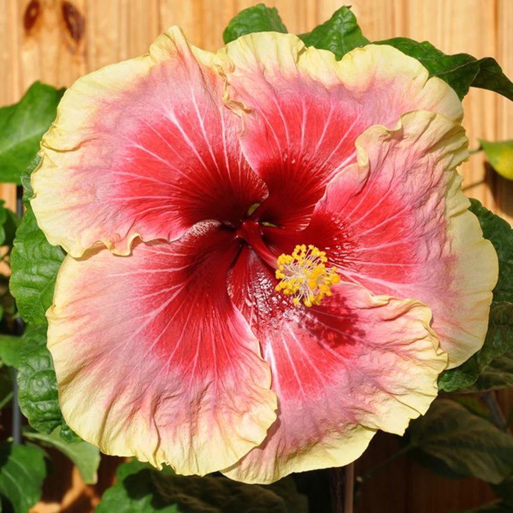 Tahitian Queen Cajun Hibiscus 3 Tahitian Queen Cajun Hibiscus