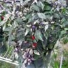 Calico Ornamental Pepper -Annual Plants Popular Shop calico ornamental pepper plant 16 detail