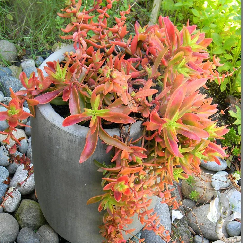 Campfire Crassula 3 Campfire Crassula