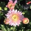Carrousel Perennial Mum Plant -Annual Plants Popular Shop carrousel perennial mum plant 916 detail