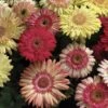 Cartwheel® Strawberry Twist Gerbera 1 Cartwheel® Strawberry Twist Gerbera -Annual Plants Popular Shop cartwheel strawberry twist gerbera plants 1409 detail
