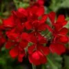 Cascade Dark Red Ivy Geranium Plant -Annual Plants Popular Shop cascade dark red ivy geranium plant 335 detail