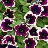 Cascadias™ Rim Magenta Petunia Plant -Annual Plants Popular Shop cascadias rim magenta petunia plant 926 detail