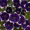 Cascadias™ Rim Violet Petunia Plant -Annual Plants Popular Shop cascadias rim violet petunia plant 1133 detail