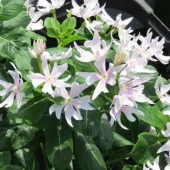 Soiree Crown Pink Catharanthus