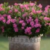 Soiree Double Pink Catharanthus 2 Soiree Double Pink Catharanthus -Annual Plants Popular Shop catharanthus soiree double pink plant 473 detail