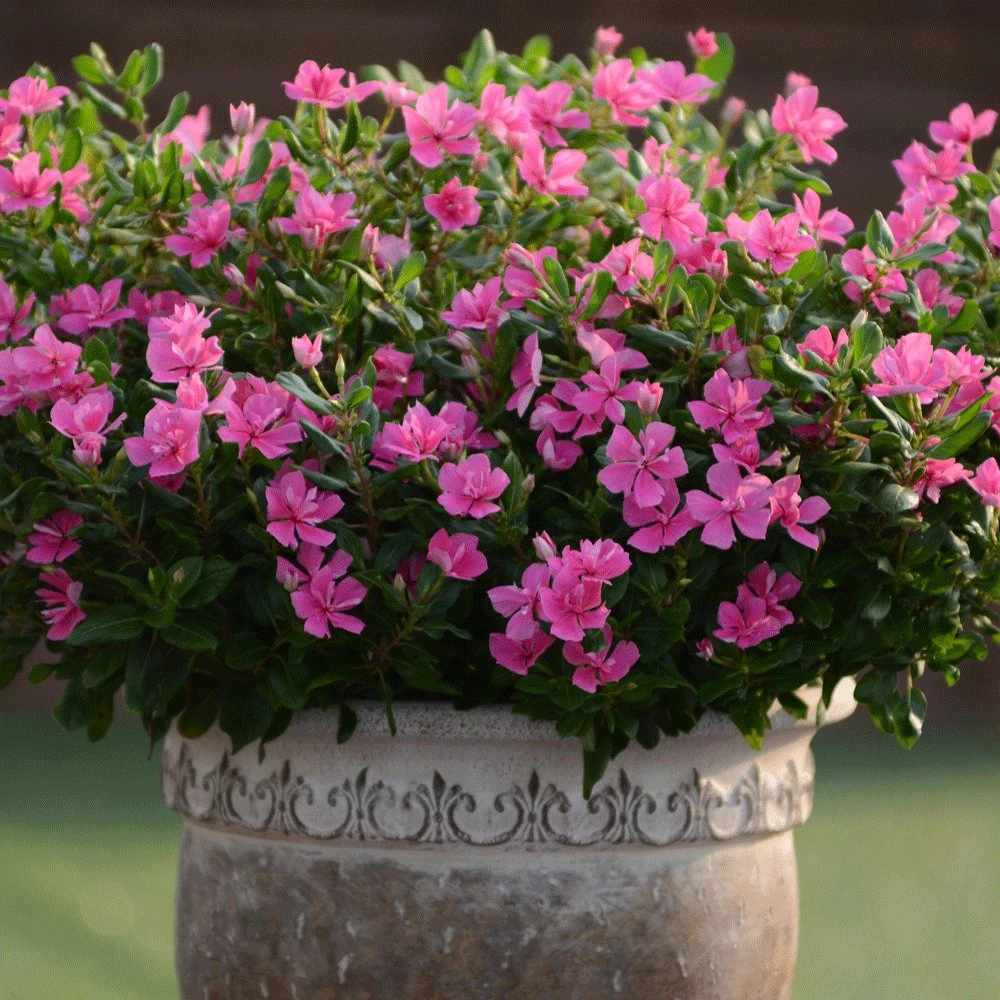 Soiree Double Pink Catharanthus 3 Soiree Double Pink Catharanthus