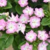 Soiree Flamenco Cheeky Pink Catharanthus