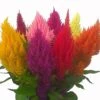 Pampas Mix Plumed Celosia 2 Pampas Mix Plumed Celosia -Annual Plants Popular Shop celosia pampas plume mix plant 289 detail
