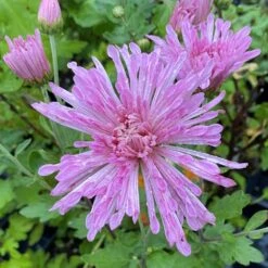 Centerpiece Perennial Mum Plant