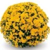 Belgian Mum® Cesaro Yellow Plant 2 Belgian Mum® Cesaro Yellow Plant -Annual Plants Popular Shop cesaro belgian hardy mum plant 11 detail