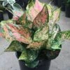Aglaonema Pink -Annual Plants Popular Shop chinese evergreen pink aglaonema plant 183 detail