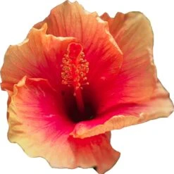 Chocolate Dream Cajun Hibiscus