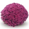 Belgian Mum® Amiko Violet Plant -Annual Plants Popular Shop chrysanthemum amiko violet belgian mum plant 1320 detail