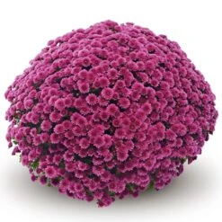 Belgian Mum® Amiko Violet Plant