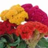 Cockscomb Mix Crested Celosia 1 Cockscomb Mix Crested Celosia -Annual Plants Popular Shop cockscomb mix celosia plants 837 detail