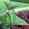 Coffee Cups Colocasia -Annual Plants Popular Shop coffee cups colocasia plant 1610 detail