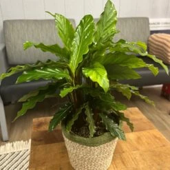 Color Full® Soft Kitty™ Calathea