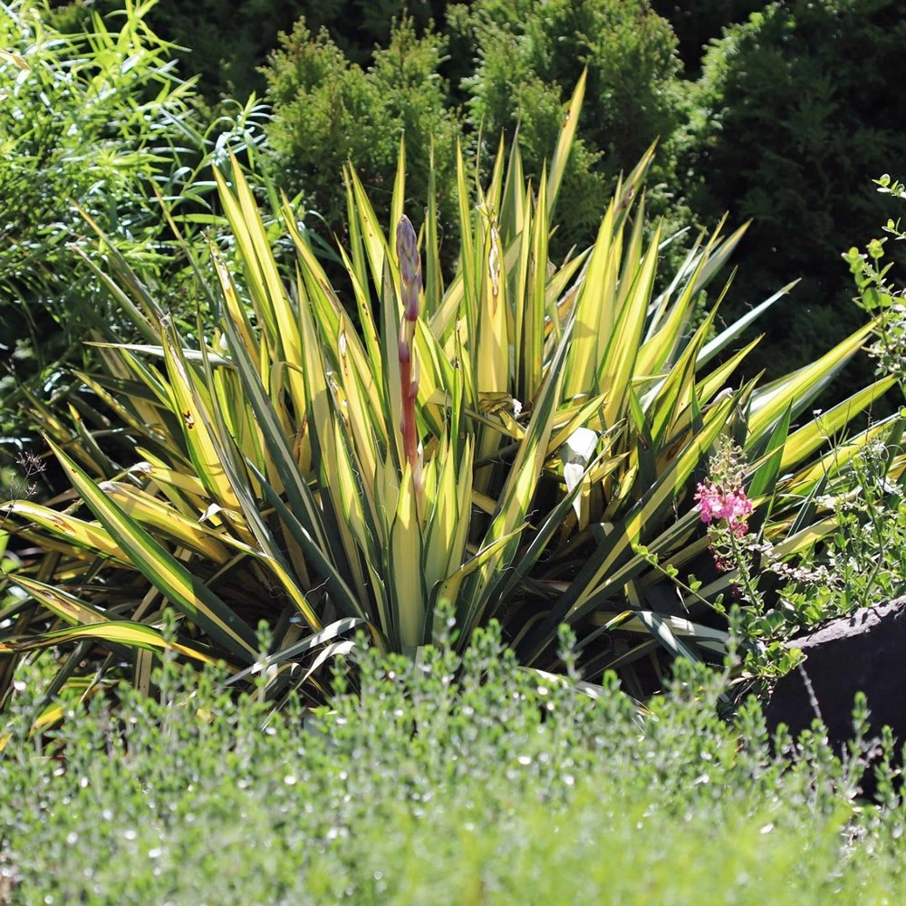 Color Guard Yucca (Spoonleaf) 3 Color Guard Yucca (Spoonleaf)