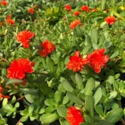 Colorblast Double Scarlet Portulaca (Moss Rose)