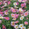 Comet Pink Argyranthemum -Annual Plants Popular Shop comet pink argyranthemum plant 1013 detail