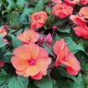 SunPatiens® Compact Hot Coral Impatiens Plant 2 SunPatiens® Compact Hot Coral Impatiens Plant -Annual Plants Popular Shop compact hot coral sunpatiens plants 1256 detail