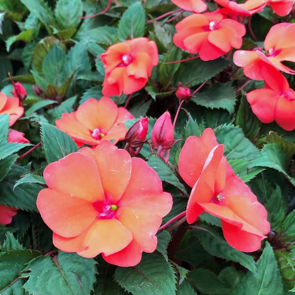 SunPatiens® Compact Hot Coral Impatiens Plant 3 SunPatiens® Compact Hot Coral Impatiens Plant