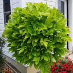 Compact Margie Ipomoea Plant