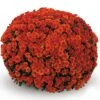 Belgian Mum® Conaco Orange Plant -Annual Plants Popular Shop conaco orange belgian mum plant 310 detail