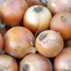 Copra Onion -Annual Plants Popular Shop copra plant M
