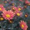 Coral Daisy Perennial Mum Plant -Annual Plants Popular Shop coral daisy perennial mum plant 892 detail